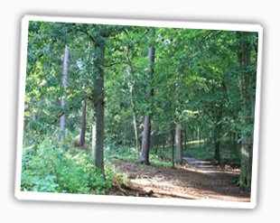 Wald Umgebung feienwohnung buxtehude